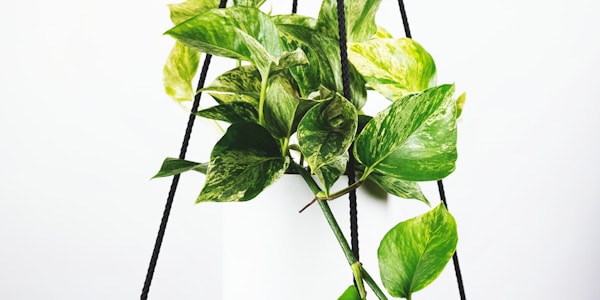 欧洲冠军联赛直播 - 皇家马德里对阵拜仁慕尼黑焦点之战